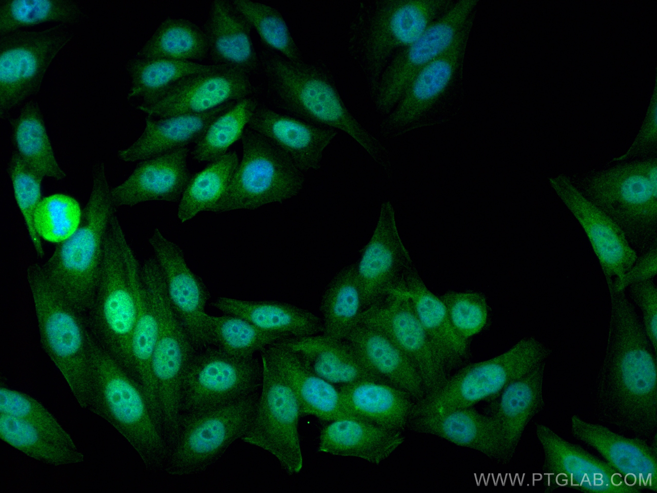 Immunofluorescence (IF) / fluorescent staining of HepG2 cells using BANF1 Polyclonal antibody (30525-1-AP)