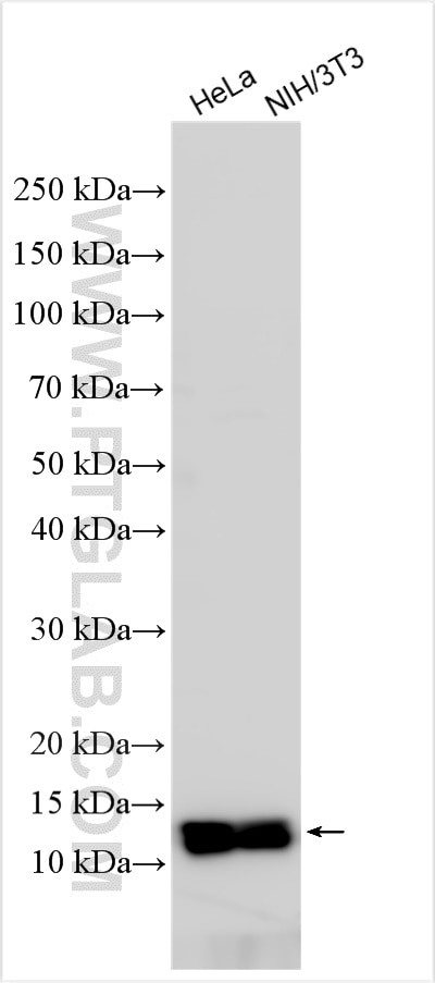 Western Blot (WB) analysis of HeLa cells using BANF1 Polyclonal antibody (30525-1-AP)