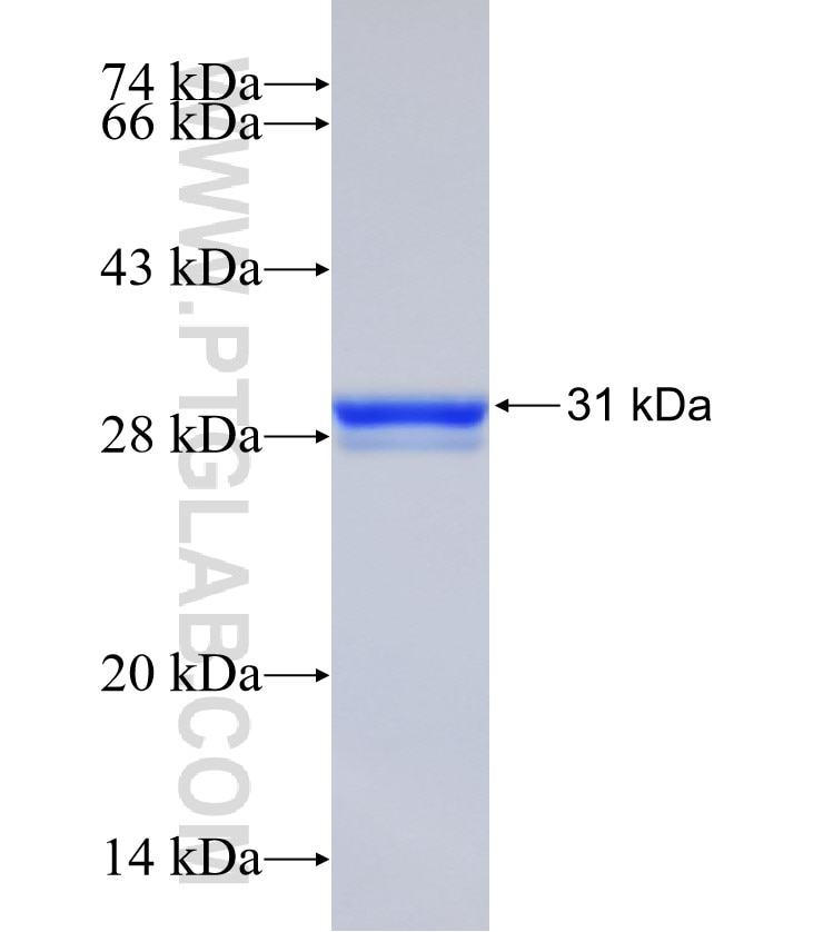BANF1 fusion protein Ag32042 SDS-PAGE