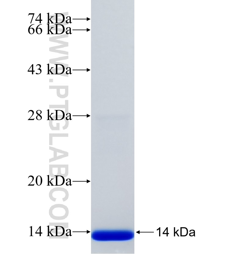 BANF1 fusion protein Ag35022 SDS-PAGE