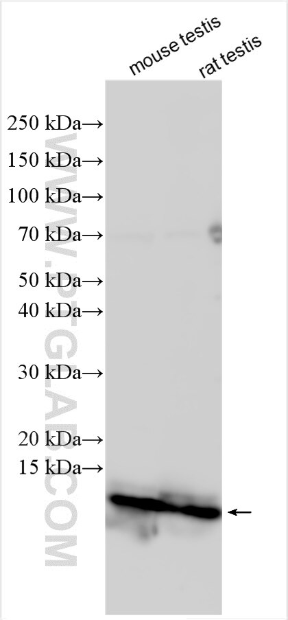 Western Blot (WB) analysis of various lysates using BANF2 Polyclonal antibody (31236-1-AP)