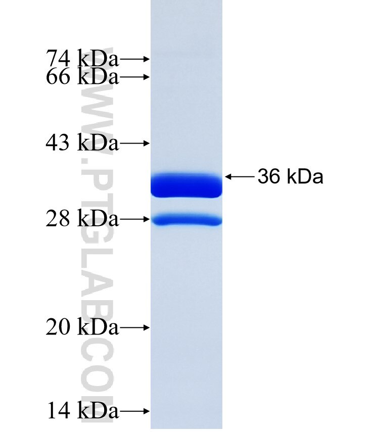 BANF2 fusion protein Ag35307 SDS-PAGE