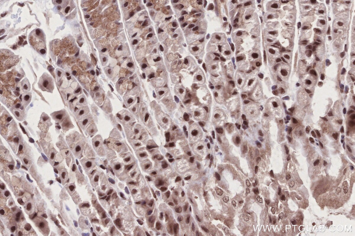 Immunohistochemistry (IHC) staining of mouse stomach tissue using BANP Polyclonal antibody (16393-1-AP)