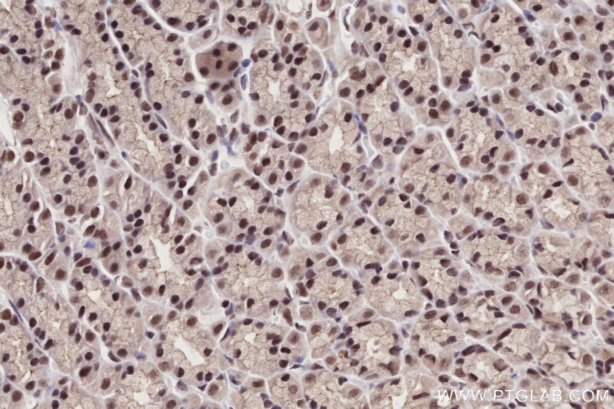 Immunohistochemistry (IHC) staining of rat stomach tissue using BANP Polyclonal antibody (16393-1-AP)