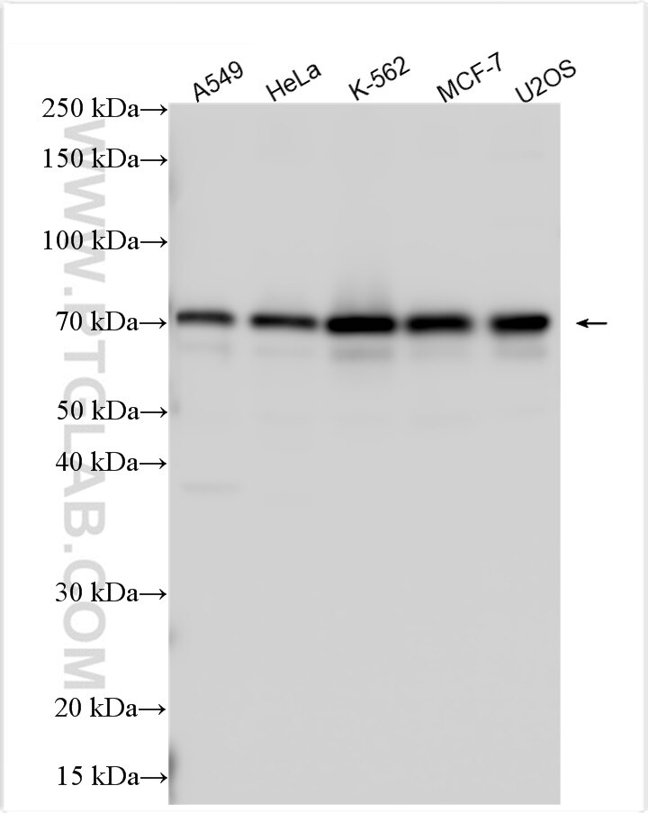 Western Blot (WB) analysis of various lysates using BANP Polyclonal antibody (16393-1-AP)