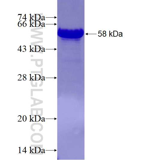 BANP fusion protein Ag9480 SDS-PAGE