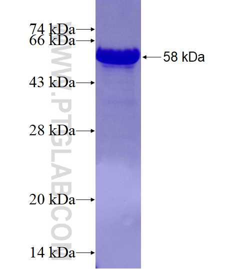 BANP fusion protein Ag9480 SDS-PAGE