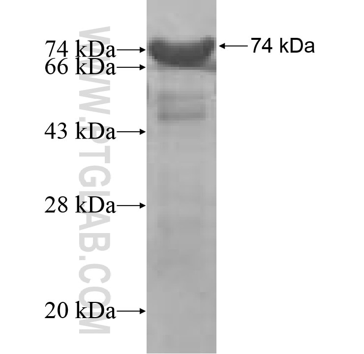 BANP fusion protein Ag9484 SDS-PAGE