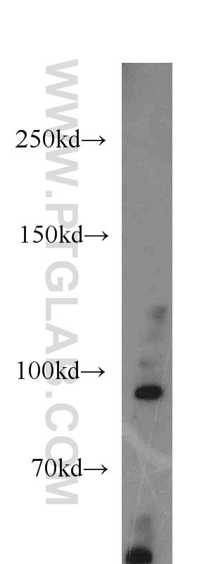 Western Blot (WB) analysis of mouse ovary tissue using BAP1 Polyclonal antibody (10398-1-AP)