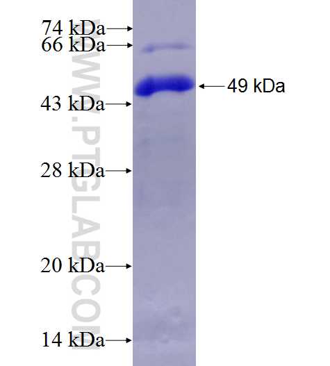 BAP1 fusion protein Ag0597 SDS-PAGE