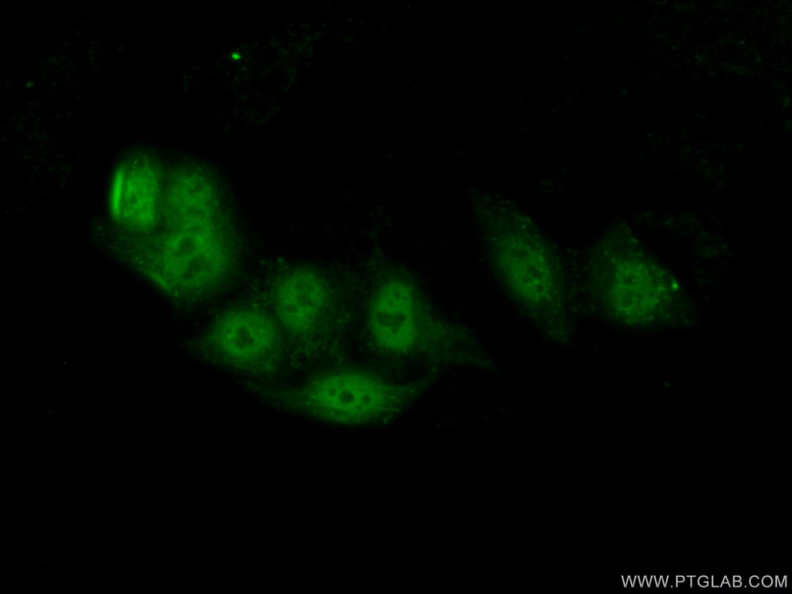 Immunofluorescence (IF) / fluorescent staining of HepG2 cells using BARHL2 Polyclonal antibody (23976-1-AP)