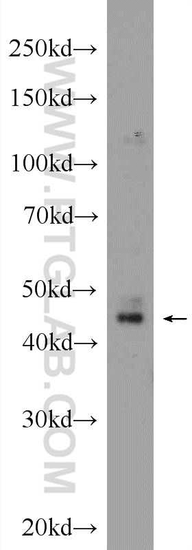 Western Blot (WB) analysis of HepG2 cells using BARHL2 Polyclonal antibody (23976-1-AP)