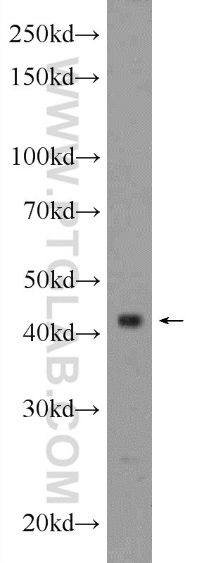 Western Blot (WB) analysis of NIH/3T3 cells using BARHL2 Polyclonal antibody (23976-1-AP)