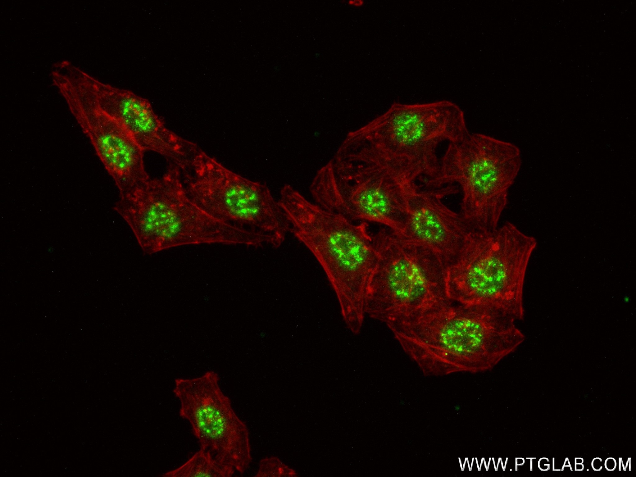 Immunofluorescence (IF) / fluorescent staining of HepG2 cells using BARHL2 Recombinant antibody (83596-4-RR)