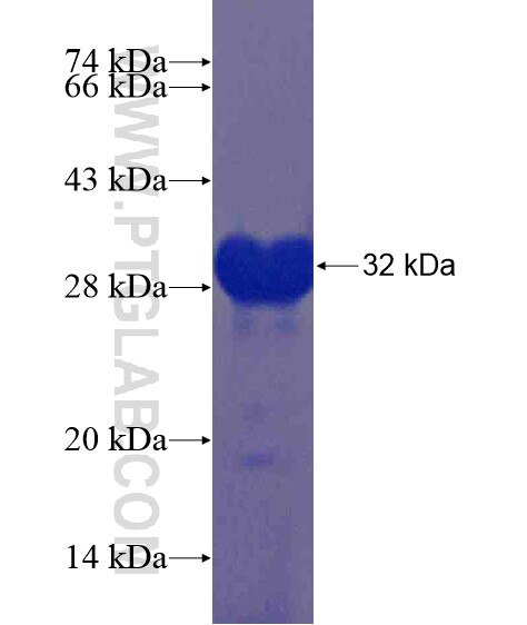 BARHL2 fusion protein Ag21229 SDS-PAGE