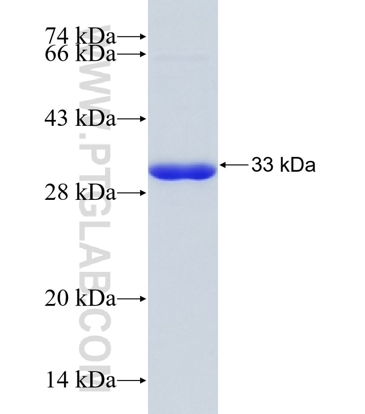 BARHL2 fusion protein Ag21229 SDS-PAGE