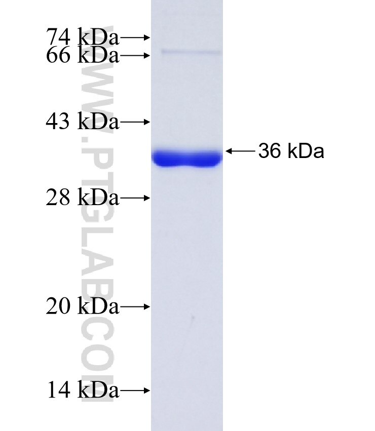 BARHL2 fusion protein Ag38955 SDS-PAGE