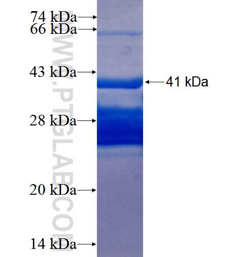 BARX1 fusion protein Ag25833 SDS-PAGE