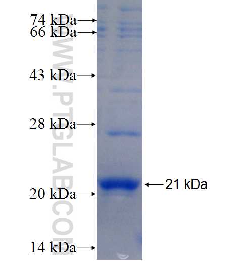 BARX1 fusion protein Ag25865 SDS-PAGE