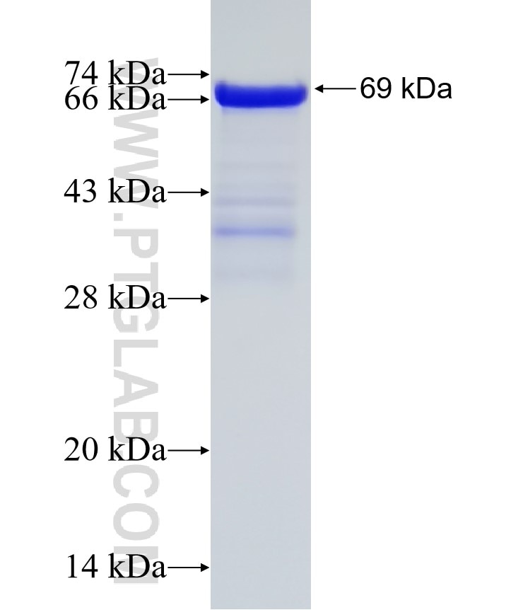 BASP1 fusion protein Ag6653 SDS-PAGE