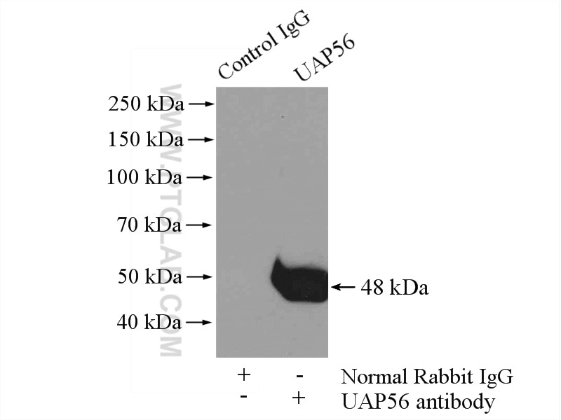 Immunoprecipitation (IP) experiment of Jurkat cells using DDX39B Polyclonal antibody (14798-1-AP)