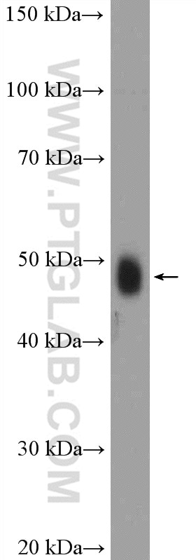 Western Blot (WB) analysis of rat spleen tissue using DDX39B Polyclonal antibody (14798-1-AP)