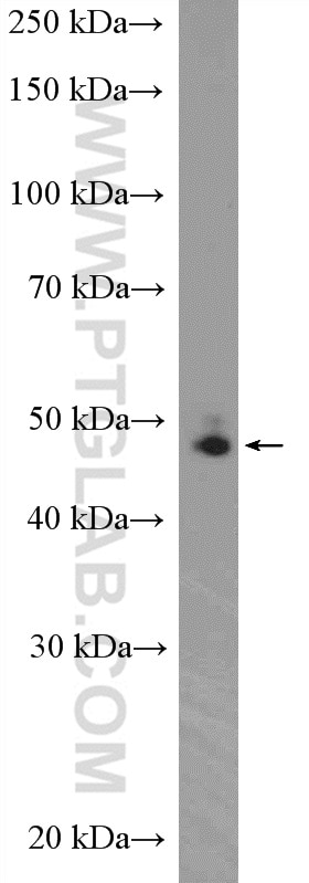 Western Blot (WB) analysis of Jurkat cells using DDX39B Polyclonal antibody (14798-1-AP)