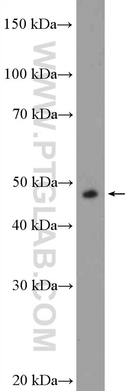 Western Blot (WB) analysis of Jurkat cells using DDX39B Polyclonal antibody (14798-1-AP)