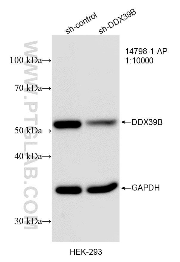WB result of DDX39B antibody (14798-1-AP; 1:10000; incubated at room temperature for 1.5 hours) with sh-Control and sh-DDX39B transfected HEK-293 cells. Western Blot (WB) analysis of HEK-293 cells using DDX39B Polyclonal antibody (14798-1-AP)