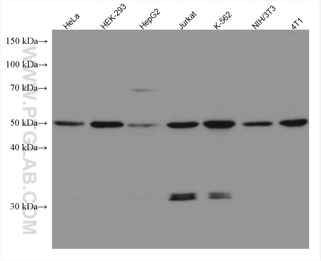 Western Blot (WB) analysis of various lysates using BAT1 Monoclonal antibody (67641-1-Ig)
