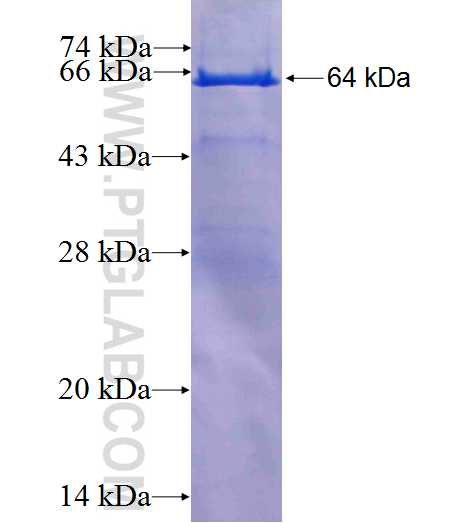 BAT1 fusion protein Ag6512 SDS-PAGE