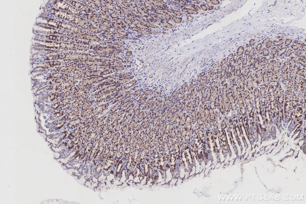 IHC staining of rat stomach using 31383-1-AP (same clone as 31383-1-PBS) Immunohistochemistry (IHC) staining of rat stomach tissue using PRRC2C Polyclonal antibody (31383-1-AP)