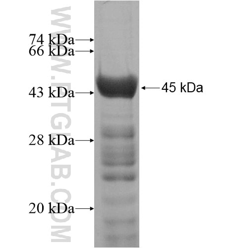 BAT2L fusion protein Ag14690 SDS-PAGE