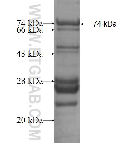 BAT4 fusion protein Ag8350 SDS-PAGE