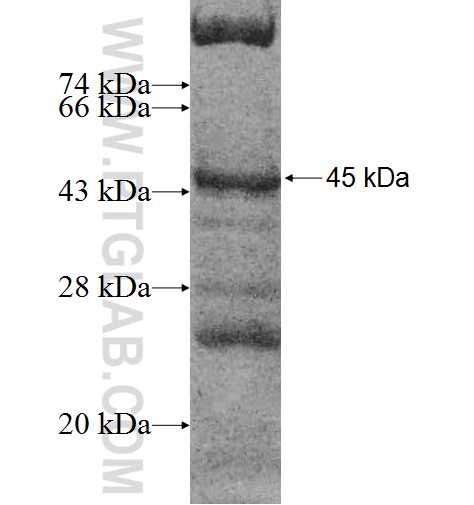 BAT4 fusion protein Ag9307 SDS-PAGE