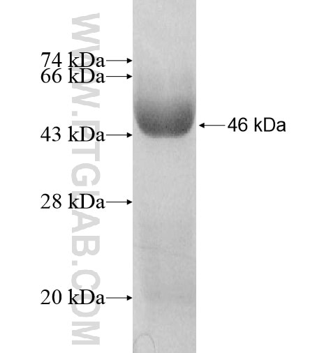 BAT5 fusion protein Ag11337 SDS-PAGE