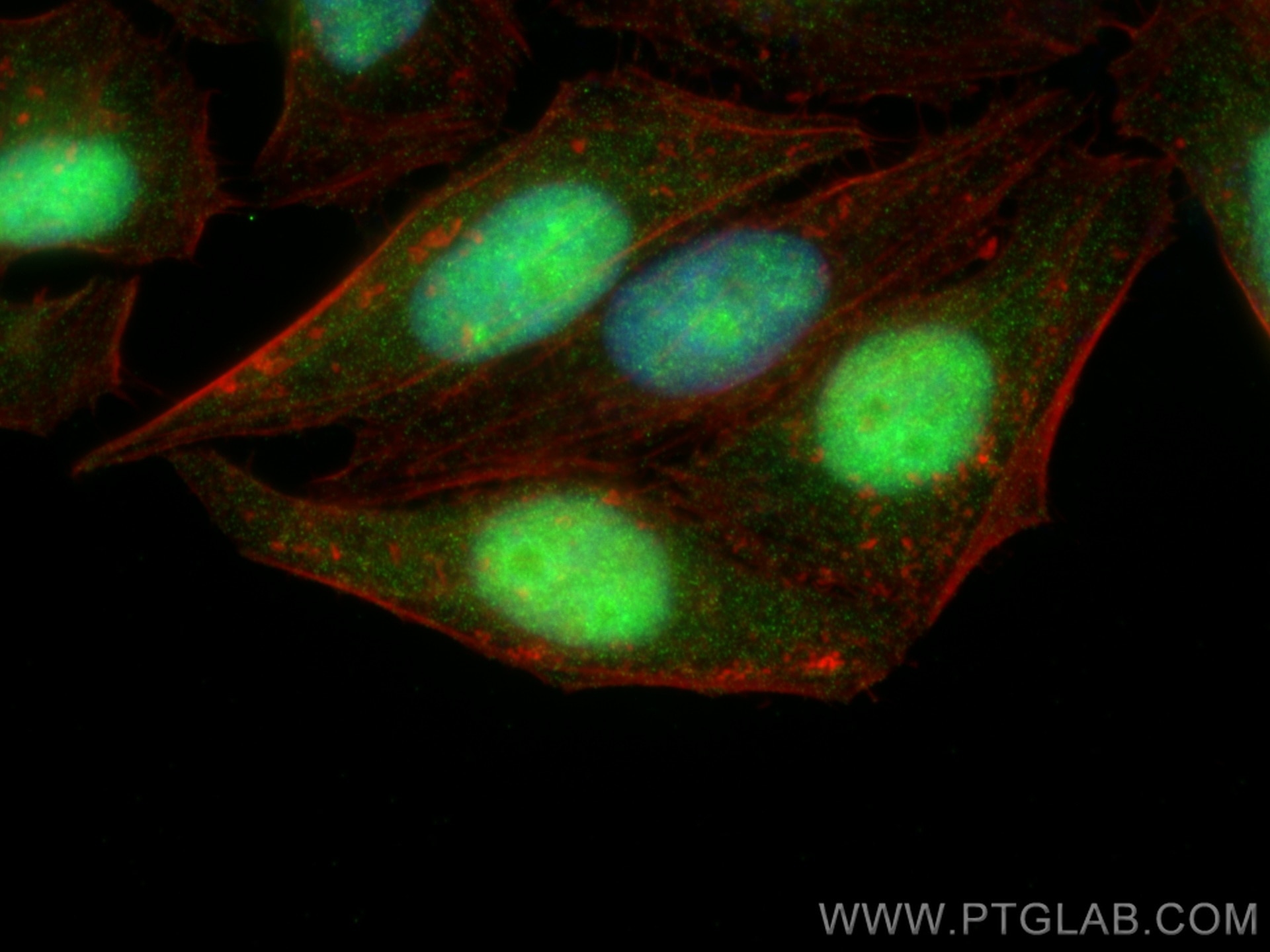 Immunofluorescence (IF) / fluorescent staining of HepG2 cells using BATF Polyclonal antibody (13507-1-AP)