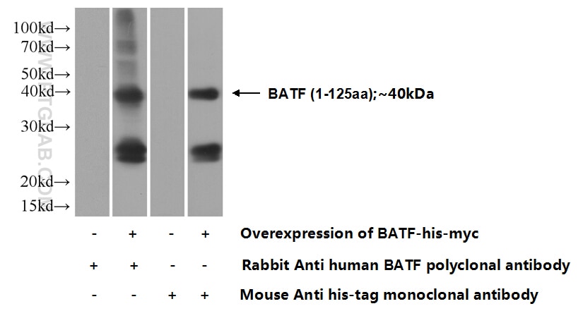 WB analysis of Transfected HEK-293 using 13507-1-AP