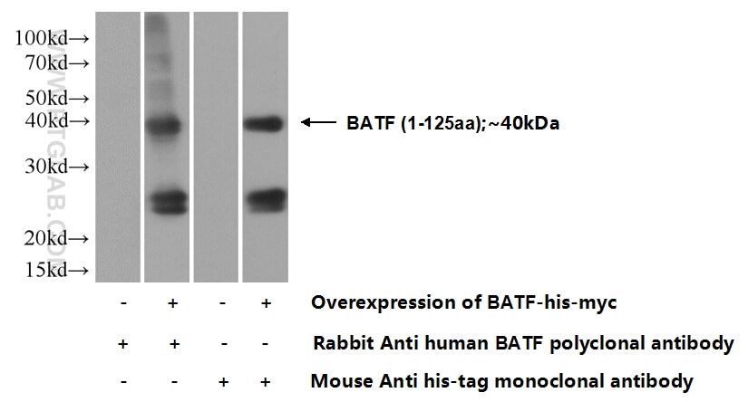 Western Blot (WB) analysis of Transfected HEK-293 cells using BATF Polyclonal antibody (13507-1-AP)