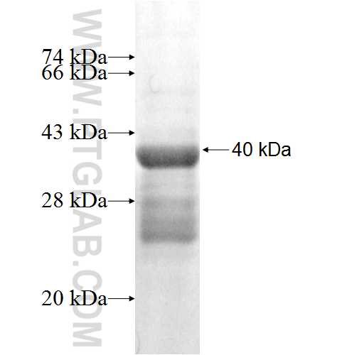 BATF fusion protein Ag4418 SDS-PAGE