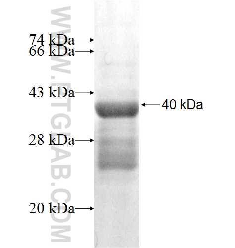 BATF fusion protein Ag4418 SDS-PAGE