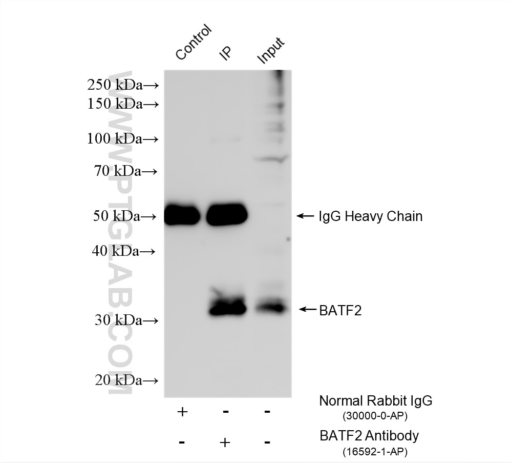 Immunoprecipitation (IP) experiment of THP-1 cells using BATF2 Polyclonal antibody (16592-1-AP)