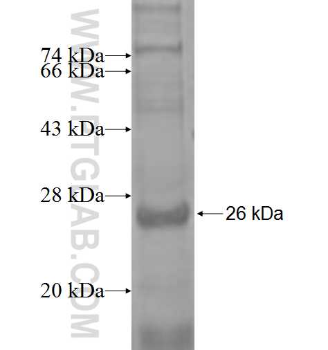 BATF2 fusion protein Ag9551 SDS-PAGE