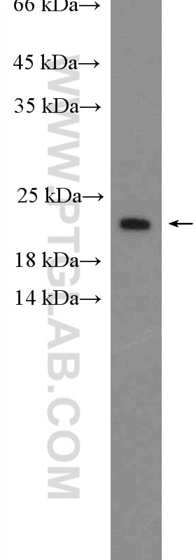Western Blot (WB) analysis of HeLa cells using BAX Polyclonal antibody (23931-1-AP)