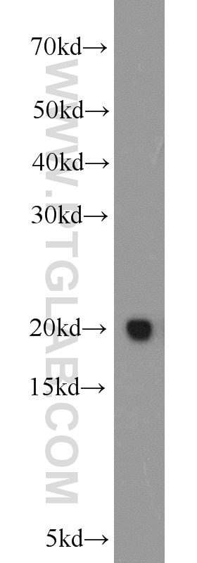 BAX Polyclonal antibody