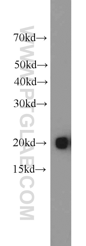 BAX Polyclonal antibody