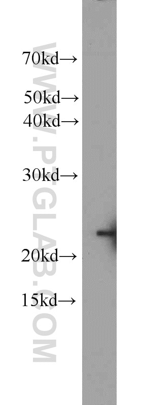 Western Blot (WB) analysis of MCF-7 cells using BAX Polyclonal antibody (23931-1-AP)