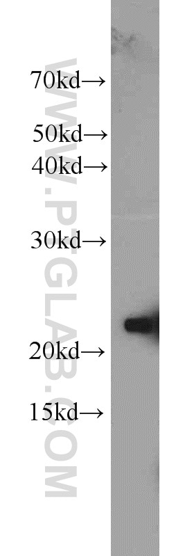 Western Blot (WB) analysis of COS-7 cells using BAX Polyclonal antibody (23931-1-AP)