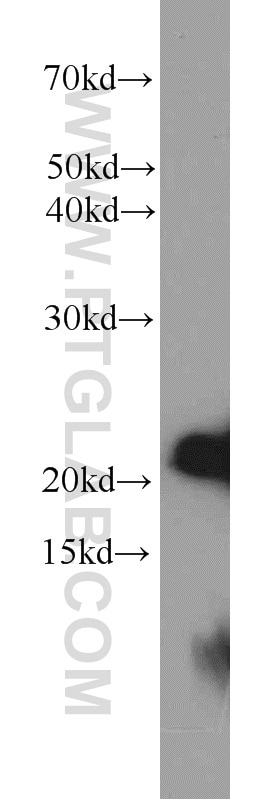 Western Blot (WB) analysis of RAW264.7 using BAX Polyclonal antibody (23931-1-AP)