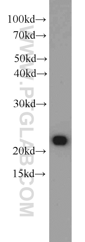 Western Blot (WB) analysis of COLO 320 cells using BAX Polyclonal antibody (23931-1-AP)